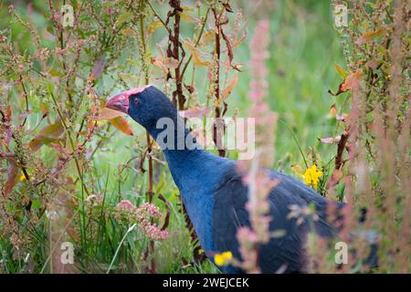 Un pukeko errant dans le sous-bois dense de l'habitat de la zone humide. Banque D'Images