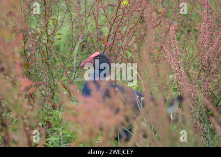 Un pukeko errant dans le sous-bois dense de l'habitat de la zone humide. Banque D'Images