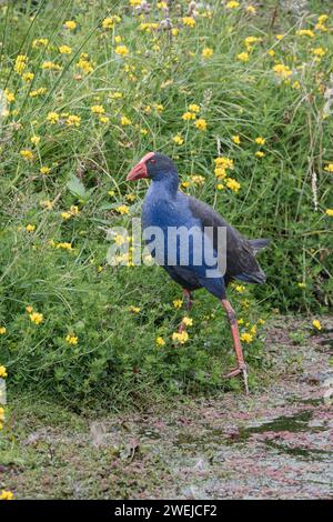 Un pukeko errant dans le sous-bois dense de l'habitat de la zone humide. Banque D'Images