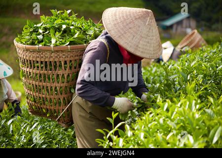 Scène de fermiers récoltant du thé vert à la main, sur son dos, elle porte un panier en bambou rempli de bourgeons de thé fraîchement récoltés. Espace de copie Banque D'Images