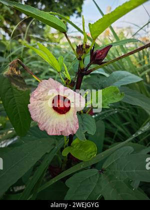 plan rapproché de la fleur de rocelle rouge. Banque D'Images