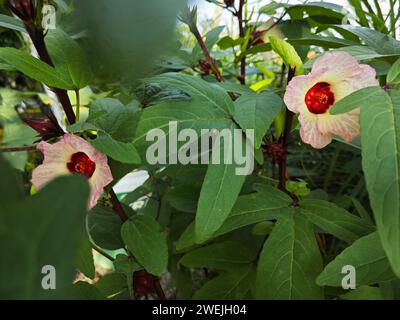 plan rapproché de la fleur de rocelle rouge. Banque D'Images