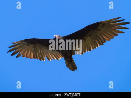 Un vautour de la dinde s'élevant au-dessus d'un ciel bleu profond. Banque D'Images