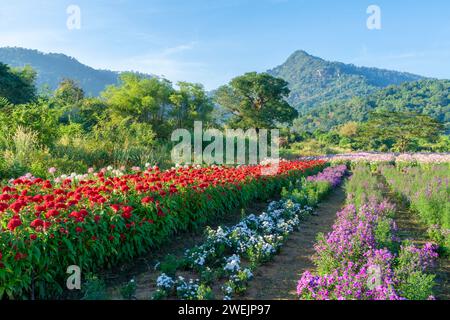 Grand rouge Celosia argentea fleurissant dans le jardin avec fond de montagne. Banque D'Images