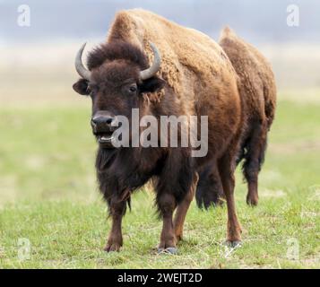 Un gros bison intimidant s'approchant dans un champ à Rocky Mountain Arsenal Wildlife refuge dans le Colorado. Banque D'Images