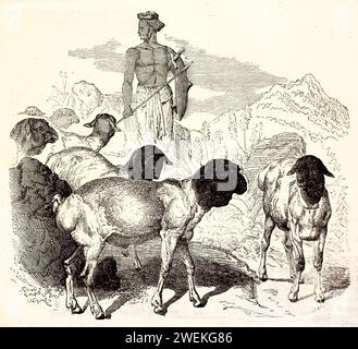 Troupeau de moutons perses à tête noire mené par un berger indigène sur un terrain escarpé. Gravure antique représentant une scène pastorale et une race de bétail, 1878. Banque D'Images