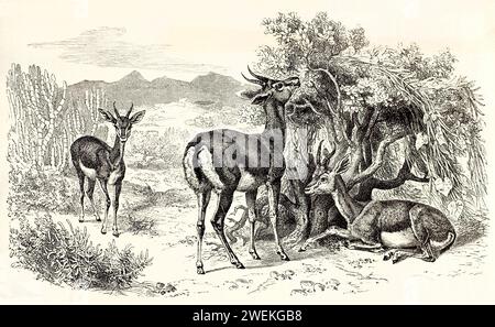 Trois gazelles de montagne se nourrissant de végétation sur une surface rocheuse plate. Illustration zoologique antique représentant le comportement de pâturage et l'habitat, 1878. Banque D'Images