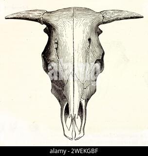 Vieille illustration gravée de Ox. Par auteur inconnu, publié sur Brehm, les Mammifères, Baillière et fils, Paris, 1878 Banque D'Images