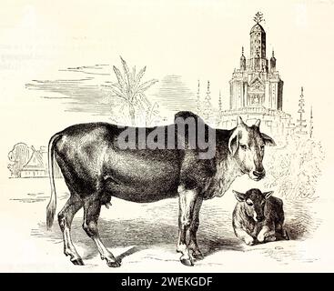 Zébu et veau de profil avec un village tropical en arrière-plan. Gravure zoologique antique représentant des bovins domestiques dans un contexte rural, 1878. Banque D'Images