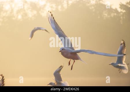 Scène matinale de Seagulls au Yamuna Ghat à Delhi. Attraction touristique de Delhi. Banque D'Images