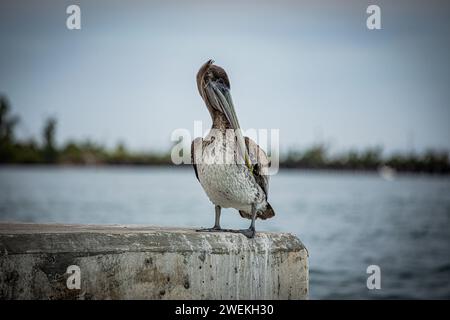 Un majestueux pélican brun (Pelecanus occidentalis) perché gracieusement sur un quai en béton Banque D'Images