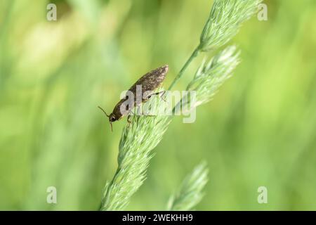 Un coléoptère gris ou un ver métallique se trouve sur l'herbe verte, vue de côté. Banque D'Images