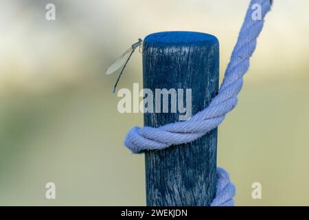 Un damselfly délicat repose sur un poteau en bois bleu patiné, emmêlé avec une corde blanche épaisse, posé sur un fond naturel doux et focalisé. Banque D'Images