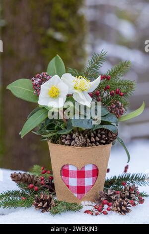 bouquet de helleborus niger, skimmia et branches de sapin dans le pot de tourbe dans le jardin d'hiver Banque D'Images