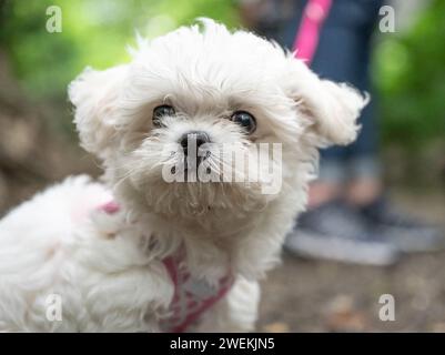 Petit bébé chiot Maltipoo blanc doux marche dans la nature. Banque D'Images