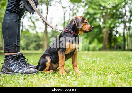 Rottweiler Labrador Mix chiot chien garde-bébé détente à l'extérieur chien de race mixte gros plan. Banque D'Images