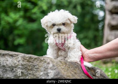 Petit bébé chiot Maltipoo blanc doux marche dans la nature. Banque D'Images