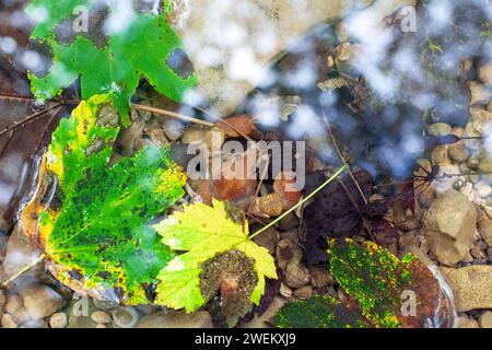 Écrevisse de pierre Nom latin ; Austropotamobius Torrentium est une espèce européenne d'écrevisse d'eau douce - Nova Gorica, Slovénie - Union européenne Banque D'Images