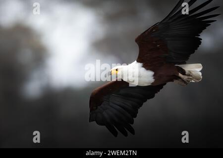 Aigle de poisson africain, vocifer d'Icthyophaga, en vol. Lac Samburu, Kenya. Banque D'Images