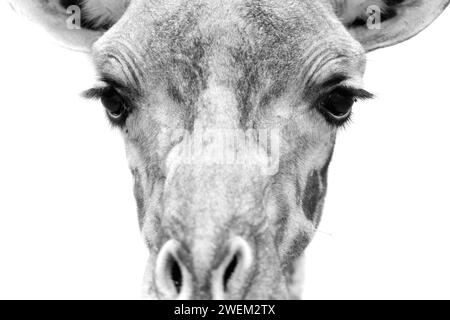 Portrait noir et blanc d'une girafe. Banque D'Images