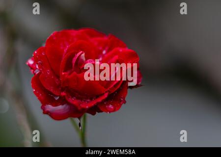 Rose de thé rouge en gouttes de pluie sur un fond naturel flou Banque D'Images