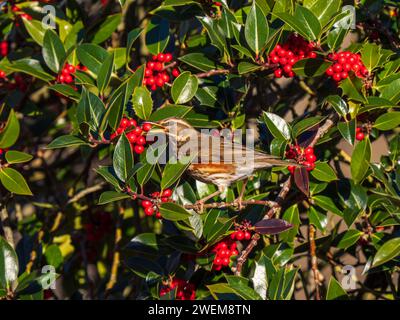 Redwing Bird se nourrissant de baies rouges dans un arbre de houx Banque D'Images