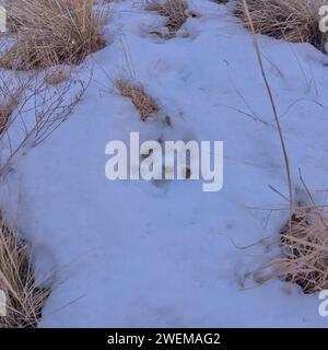 Mountain Lion Paw Print dans Waldron Canyon au Grand Canyon AZ Banque D'Images