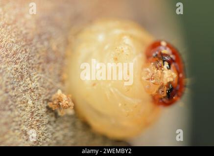 La larve du curculio nucum perce la coquille d'une noisette Banque D'Images