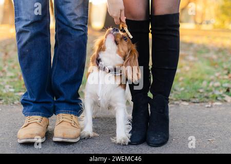 Cavalier King Charles Spaniel dans le parc Banque D'Images