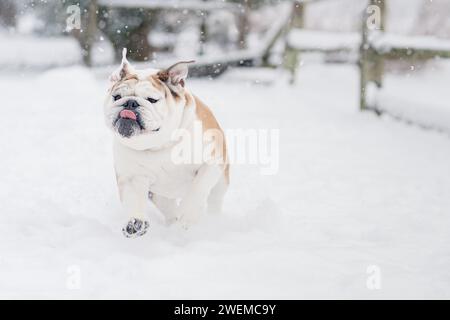 Bulldog anglais courant dans la neige Banque D'Images