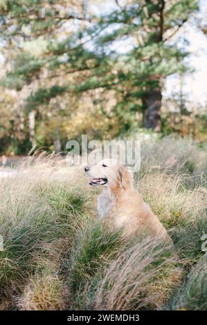 Cadre de pelouse extérieure Golden Retriever décontracté Banque D'Images