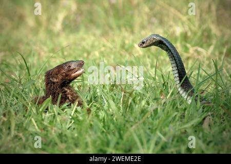 Mongoose et Naja serpent sur l'herbe Banque D'Images