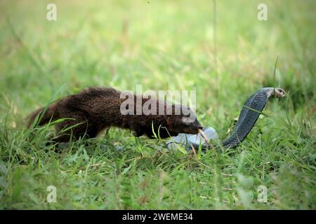 Mongoose et Naja serpent sur l'herbe Banque D'Images