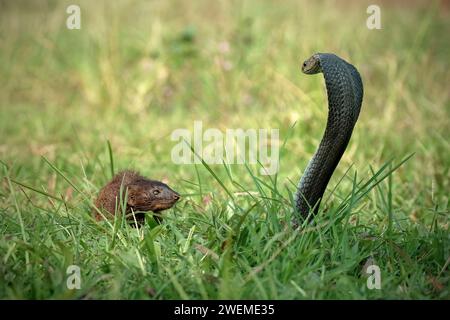 Mongoose et Naja serpent sur l'herbe Banque D'Images