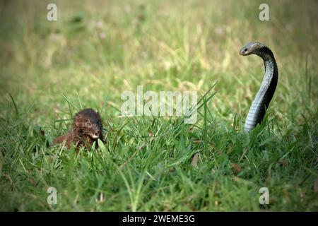 Mongoose et Naja serpent sur l'herbe Banque D'Images