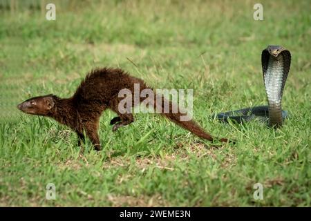 Mongoose et Naja serpent sur l'herbe Banque D'Images