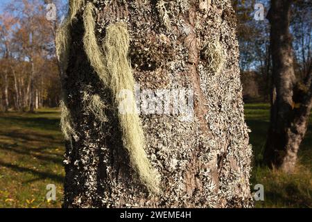 Lichen long, principalement vert grisâtre pâle sur un tronc d'aulne. Usnea, arbuste-like, barbe-like, barbe du vieil homme, barbe lichen, ou mousse de barbe. Banque D'Images