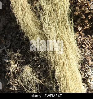 Lichen long, principalement vert grisâtre pâle sur un tronc d'aulne. Usnea, arbuste-like, barbe-like, barbe du vieil homme, barbe lichen, ou mousse de barbe. Banque D'Images