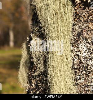 Lichen long, principalement vert grisâtre pâle sur un tronc d'aulne. Usnea, arbuste-like, barbe-like, barbe du vieil homme, barbe lichen, ou mousse de barbe. Banque D'Images