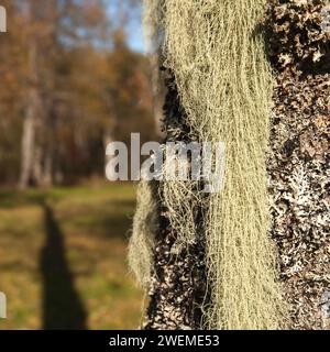 Lichen long, principalement vert grisâtre pâle sur un tronc d'aulne. Usnea, arbuste-like, barbe-like, barbe du vieil homme, barbe lichen, ou mousse de barbe. Banque D'Images