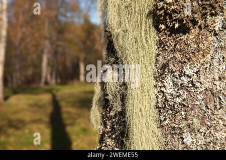 Lichen long, principalement vert grisâtre pâle sur un tronc d'aulne. Usnea, arbuste-like, barbe-like, barbe du vieil homme, barbe lichen, ou mousse de barbe. Banque D'Images