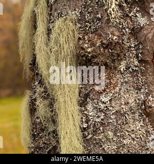 Lichen long, principalement vert grisâtre pâle sur un tronc d'aulne. Usnea, arbuste-like, barbe-like, barbe du vieil homme, barbe lichen, ou mousse de barbe. Banque D'Images