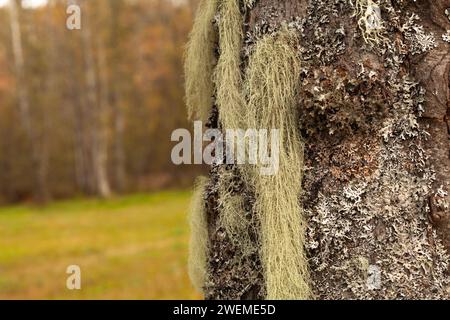 Lichen long, principalement vert grisâtre pâle sur un tronc d'aulne. Usnea, arbuste-like, barbe-like, barbe du vieil homme, barbe lichen, ou mousse de barbe. Banque D'Images