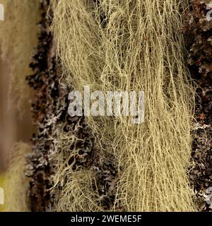 Lichen long, principalement vert grisâtre pâle sur un tronc d'aulne. Usnea, arbuste-like, barbe-like, barbe du vieil homme, barbe lichen, ou mousse de barbe. Banque D'Images