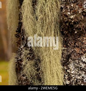 Lichen long, principalement vert grisâtre pâle sur un tronc d'aulne. Usnea, arbuste-like, barbe-like, barbe du vieil homme, barbe lichen, ou mousse de barbe. Banque D'Images