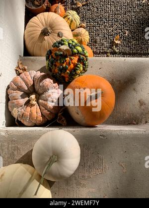 Citrouilles assorties sur escaliers en béton Banque D'Images