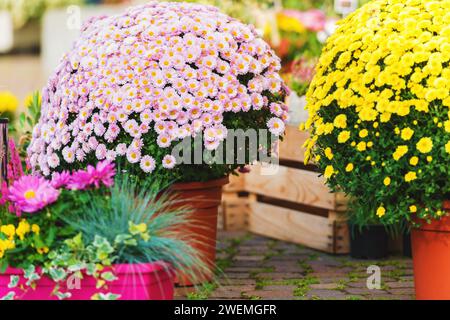 Beaux chrysanthèmes en pots, en extérieur Banque D'Images