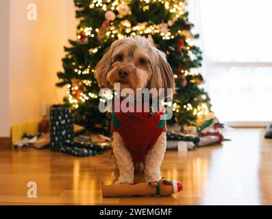 petit chien dans un pull et noeud papillon par un arbre de noël à la maison Banque D'Images