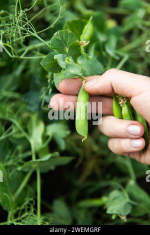 Mains tenant des pois fraîchement cueillis du jardin. Banque D'Images