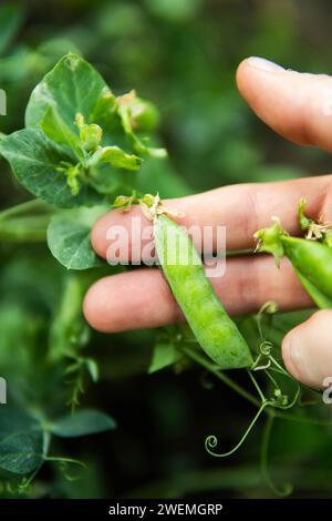 Mains tenant des pois fraîchement cueillis du jardin. Banque D'Images